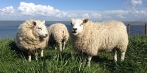 Dekbedden Texel